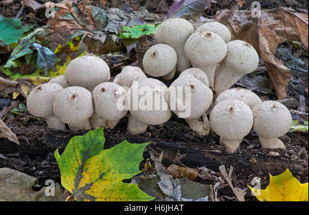 Gemeinsamen Puffball Pilze Lycoperdon Perlatum Herbst, Michigan USA Stockfoto