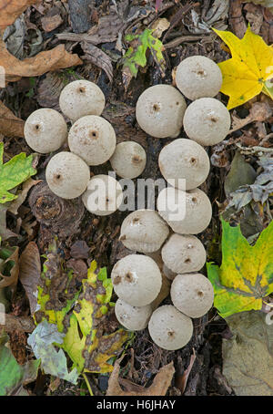 Gemeinsamen Puffball Pilze Lycoperdon Perlatum Herbst, Michigan USA Stockfoto