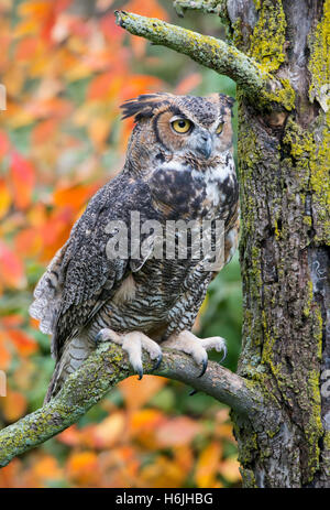 Große gehörnte Eule Bubo virginianus thront auf Baumglied, Herbst, Ost-Nordamerika, von Skip Moody/Dembinsky Photo Assoc Stockfoto