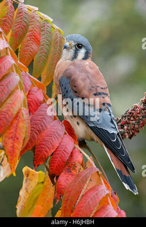 American Kestrel oder Sperber Falco Sparverius, Männlich, thront auf Zweig Staghorn Sumach (Rhus Typhina) Herbst, E USA Stockfoto