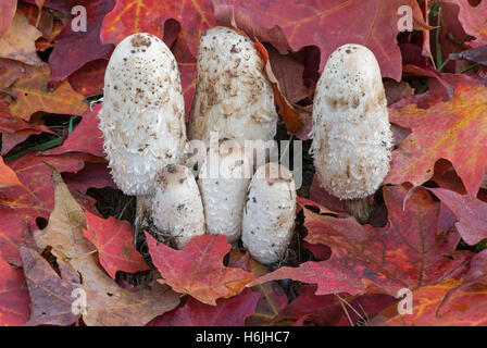 Shaggy Mähne Pilze (Coprinus comatus), Herbst, E USA, von Skip Moody/Dembinsky Photo Assoc Stockfoto