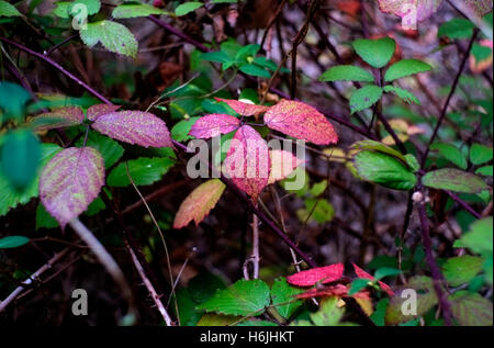 Blätter im Herbst Farben werden auf Wimbledon Common, in West London, Großbritannien 29. Oktober 2016 gesehen. © John Voos Stockfoto