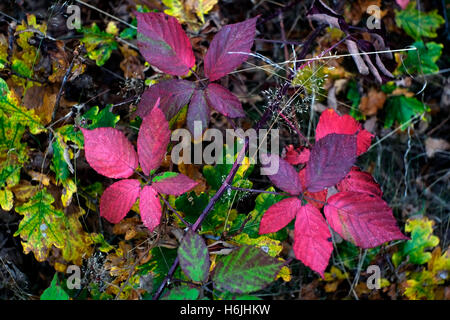 Blätter im Herbst Farben werden auf Wimbledon Common, in West London, Großbritannien 29. Oktober 2016 gesehen. © John Voos Stockfoto