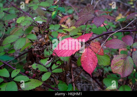 Blätter im Herbst Farben werden auf Wimbledon Common, in West London, Großbritannien 29. Oktober 2016 gesehen. © John Voos Stockfoto