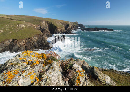 Flechten Sie auf einem Felsen an der felsigen Küste und Meer Brandung in der Nähe von Großbritanniens südlichsten Kap am Lizard Point auf der Halbinsel Lizard, Cornwall, England, UK Stockfoto