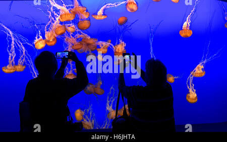 Besucher, die digitalen Aufnahmen von Quallen im Monterey Bay Aquarium Monterey Kalifornien USA Stockfoto