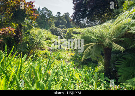 Panorama des kornischen Gartenbau Erbes mit bunt blühenden Blumen, Bäumen und riesigen Farnen im Trebah Garden, Cornwall, UK im Sommer Stockfoto