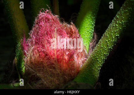 Sonnenlicht leuchtet die rote Knospe einer riesigen Rhabarber Pflanze (Gunnera Manicata) gegen Grenn stacheligen Stengeln und dunkle Schatten Hintergrund, Cornwall, UK Stockfoto