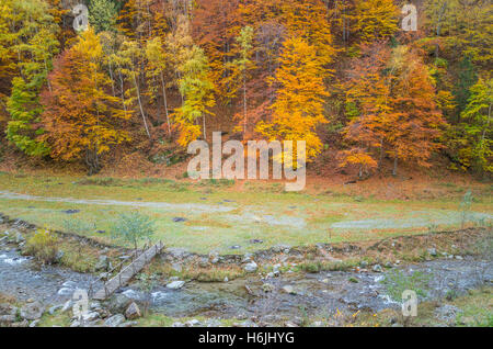 Herbst im Wald. Alte Holzbrücke über einem Bergfluss. Stockfoto