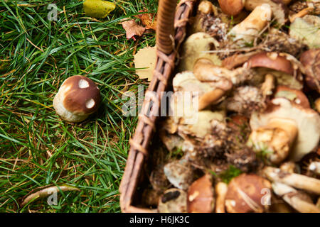 Verschiedene rohe Pilze in einem Weidenkorb auf dem Rasen. Stockfoto