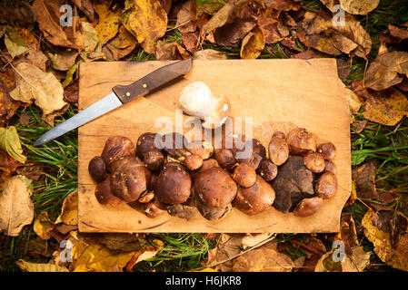 Rohe Steinpilze, frisch gepflückten und gereinigt, bereit für das Kochen auf dem Kochen Brett mit Herbstlaub herum. Stockfoto