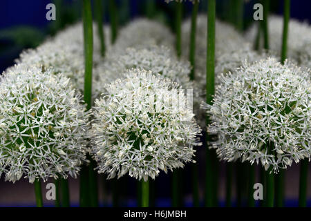 Allium Stipitatum Mount Everest weißen Riesen große Blume Flowerhead blühende Zierpflanzen Knoblauch RM Floral Stockfoto