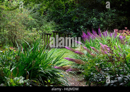 Astilbe Chinensis Pumila lila Blume Blumen Blüte Kirchturm Kirchtürme Garten Gartenarbeit RM Floral Stockfoto