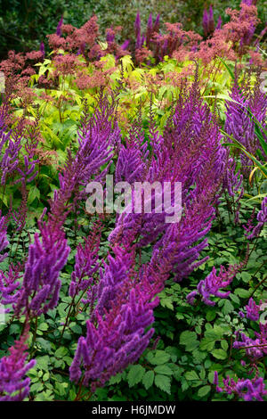 Astilbe Chinensis Pumila lila Blume Blumen Blüte Kirchturm Kirchtürme Garten Gartenarbeit RM Floral Stockfoto