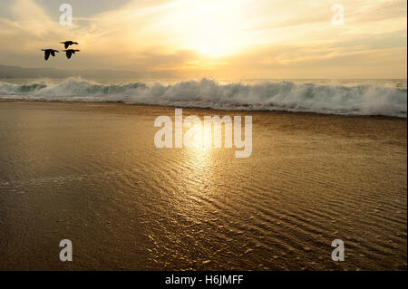 Sonnenuntergang Meer Vögel ist eine goldene Seenlandschaft mit einer Herde von Seevögel fliegen durch, wie eine sanfte Welle ans Ufer Rollen. Stockfoto