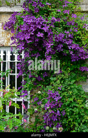 Clematis Viticella Etoile Violette lila Blume Blumen Blüte Abdeckung für Wand Kletterer Schlingpflanze RM floral Stockfoto