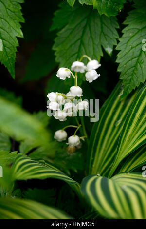 Convallariaarten Majalis Albostriata bunt Maiglöckchen weiße Blume Blumen Blüte Frühling Duft parfümiert duftend Stockfoto