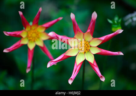 Dahlie Honka Überraschung gelb rot Vermillion Stern Blume Blumen blühen Dahlien zarte mehrjährige RM floral Stockfoto