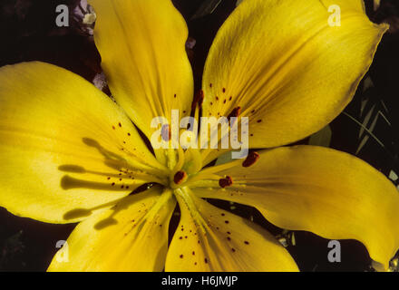 Lilly Stockfoto