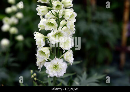 Delphinium Highlander morgens Sonnenaufgang weiße Blume Blumen Blüte spike Spires Spitzen hohen Staude RM Floral Stockfoto