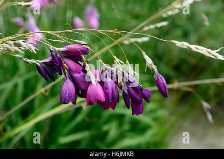 Dierama Pulcherrimum Amsel lila Blüten Blumen Stauden wölbte baumelnden hängende Glocke geformt Engel Angelruten Stockfoto