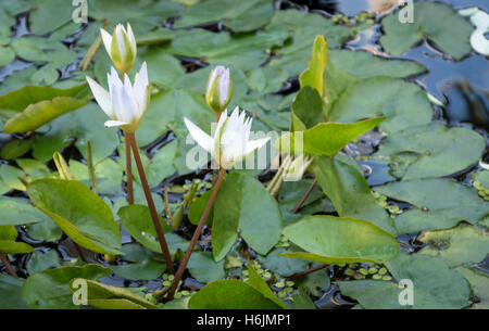 Tropische Seerose - Nymphaea X Daubenyana - N. Caerulea x N. Micrantha - polaren Stockfoto