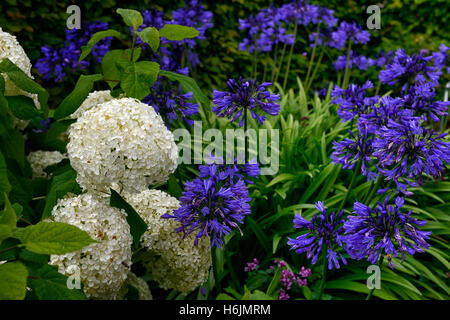 Hydrangea Arborescens Annabelle Agapanthus weiße blaue Blume Blumen Blüte Flowerhead mehrjährige Mix gemischte Pflanzung RM Floral Stockfoto