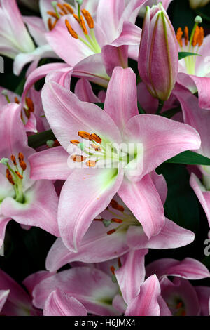 Lilium Tabledance Lilie Lilien rosa Blume Blumen duftenden Oriental-Trompete Hybriden Orienpet OT RM floralen Duft Duft Stockfoto