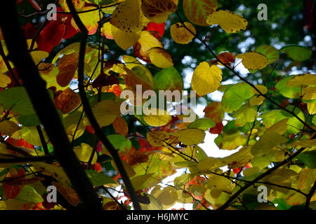 Herbst Herbstlaub Laub rot orange gelb Baum Bäume Hintergrundbeleuchtung RM Floral Stockfoto