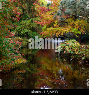 River Vartry Herbst herbstliche Rot Farbe fallen schwarze Tupelo Mount Usher Gardens Wicklow Irland RM Floral Stockfoto