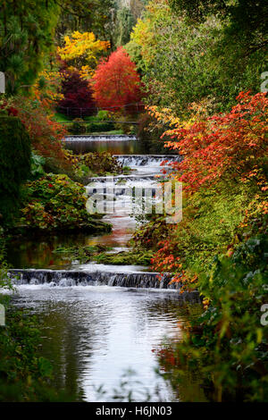 Nyssa Sylvatica River Vartry Herbst herbstliche Rot Farbe fallen schwarze Tupelo Mount Usher Gardens Wicklow Irland RM Floral Stockfoto