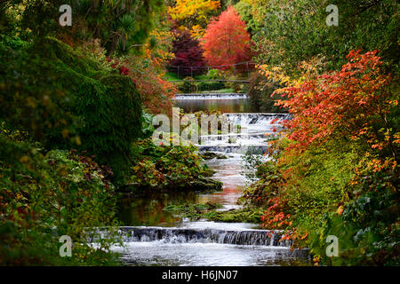 Nyssa Sylvatica River Vartry Herbst herbstliche Rot Farbe fallen schwarze Tupelo Mount Usher Gardens Wicklow Irland RM Floral Stockfoto