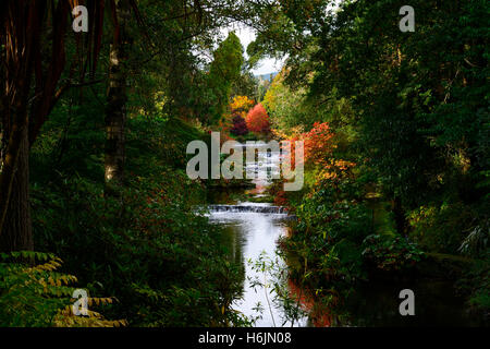 Nyssa Sylvatica River Vartry Herbst herbstliche Rot Farbe fallen schwarze Tupelo Mount Usher Gardens Wicklow Irland RM Floral Stockfoto