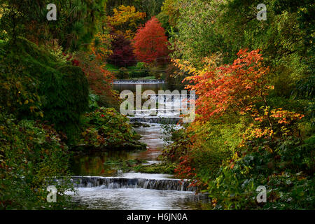 Nyssa Sylvatica River Vartry Herbst herbstliche Rot Farbe fallen schwarze Tupelo Mount Usher Gardens Wicklow Irland RM Floral Stockfoto
