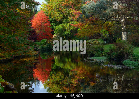 Nyssa Sylvatica River Vartry Herbst herbstliche Rot Farbe fallen schwarze Tupelo Mount Usher Gardens Wicklow Irland RM Floral Stockfoto