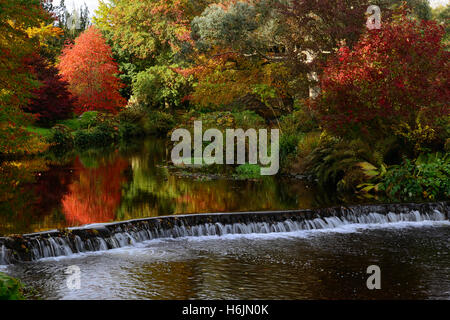 Nyssa Sylvatica River Vartry Herbst herbstliche Rot Farbe fallen schwarze Tupelo Mount Usher Gardens Wicklow Irland RM Floral Stockfoto