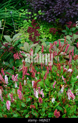 Persicaria Affinis Superba Rodgersia Cotinus mischen gemischte Pflanzung Schema rosa lila Blüten Laub Blätter RM Floral Stockfoto