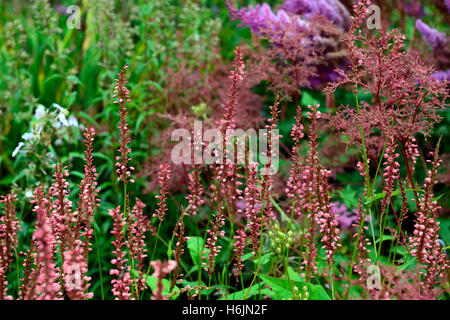 Persicaria Amplexicaulis Orangefield rosa Blumen Blume Blüte Spike Spitze Türme mehrjährige RM Floral Stockfoto