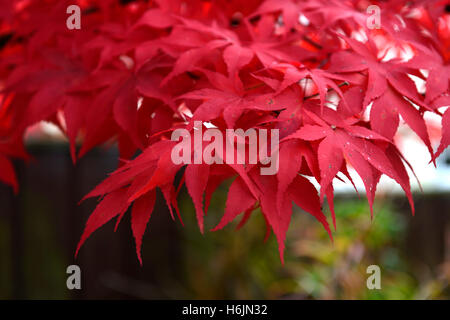 Acer Palmatum Osakazuki japanischer Ahorn rote Blätter im Herbst herbstliche Farbe Farben Laub Garten Baum feurigen Scharlachrot RM-Floral Stockfoto