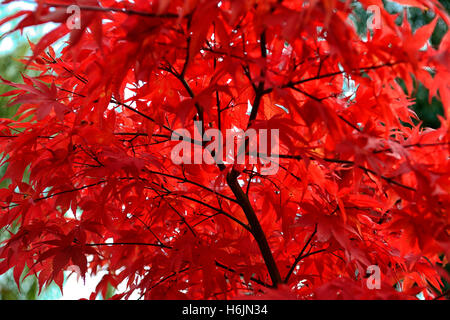 Acer Palmatum Osakazuki japanischer Ahorn rote Blätter im Herbst herbstliche Farbe Farben Laub Garten Baum feurigen Scharlachrot RM-Floral Stockfoto