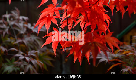 Acer Palmatum Osakazuki japanischer Ahorn rote Blätter im Herbst herbstliche Farbe Farben Laub Garten Baum feurigen Scharlachrot RM-Floral Stockfoto