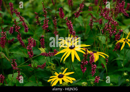 Rudbeckia Fulgida Persicaria Amplexicaulis Firedance gelbe rote Blumen Stauden Farbe Pflanzen Schema Kombination RM Floral Stockfoto