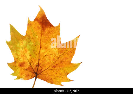 Japanischer Ahornblatt Nahaufnahme #2 Stockfoto