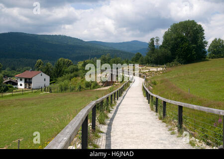 Wanderungen in den Nationalpark Bayerischer Wald, Bayern Stockfoto