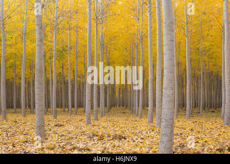 Pappel-Baumschule an Boardman Oregon im Herbst-Saison Stockfoto