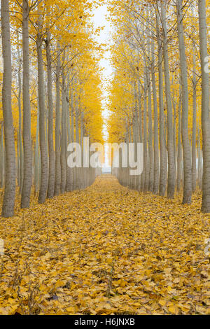 Pappel-Baumschule an Boardman Oregon an einem nebligen Morgen im Herbst-Saison Stockfoto