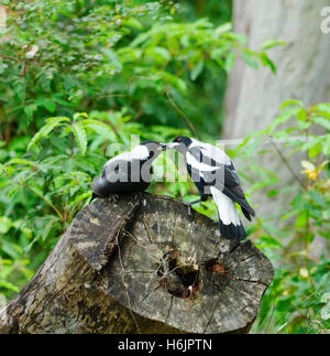 Unreife australische Magpie (Cracticus tibicen) zugeführt wird, Eurobodalla Nationalpark, Sapphire Coast, New South Wales, Australien Stockfoto