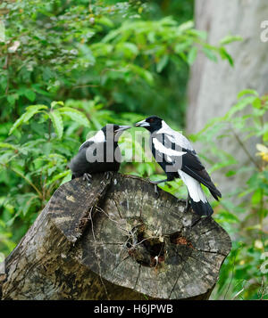 Unreife Australian Magpie (Cracticus Tibicen) gefüttert, New South Wales, Australien Stockfoto