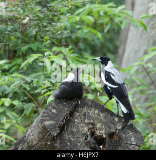 Unreife australische Magpie (Cracticus tibicen) Betteln gefüttert werden, New South Wales, Australien Stockfoto