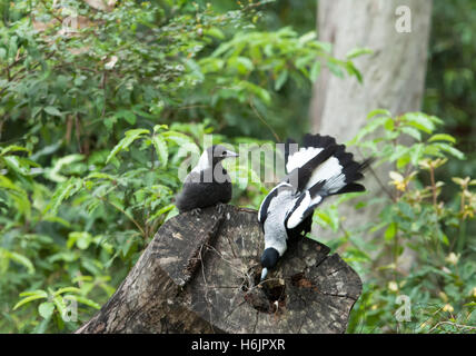 Unreif und Erwachsenen Australian Magpie (Cracticus Tibicen), New-South.Wales, Australien Stockfoto